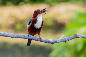 White-throated Kingfisher  and prey on a branch