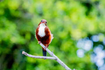 The White-throated Kingfisher in nature
