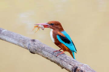 The White-throated Kingfisher and prey on a branch in nature