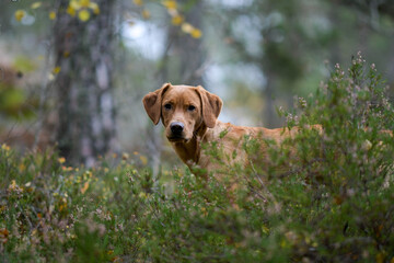 labrador puppy in forest