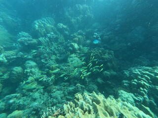 Fototapeta na wymiar Red Sea in Egypt
