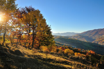 Beautiful autumn mountain landscape in the morning light with bright trees