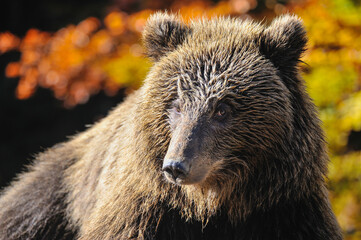 Brown bear portrait. Young european brown bear in the authumn forest