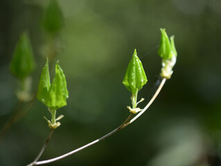 芽吹き　新芽