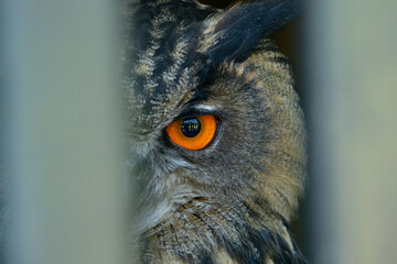 close up of an owl