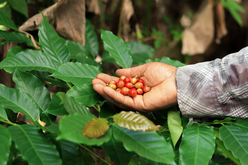 man hands hold red ripe coffee seed robusta arabica berry harvesting coffee farm
