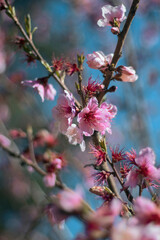 pink cherry blossom