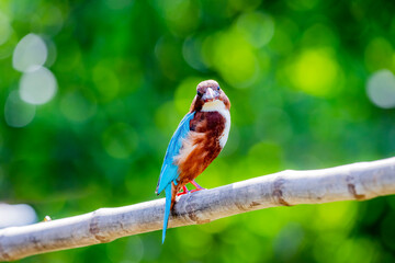 White-throated Kingfisher on a branch