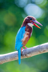 White-throated Kingfisher on a branch
