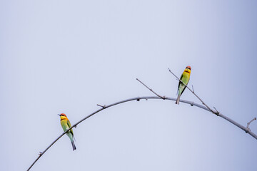 The Blue-tailed Bee-eater on a bamboo branch