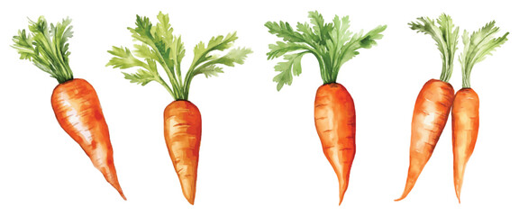 Estores personalizados para cozinha com sua foto Set of Carrot Watercolor Vector Illustration