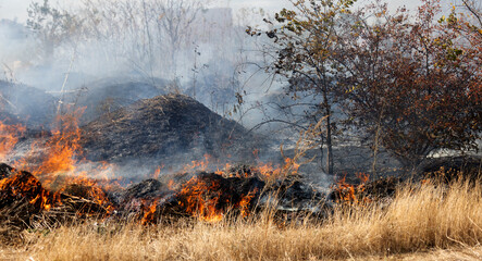 steppe fires during severe drought completely destroy fields. Disaster causes regular damage to...