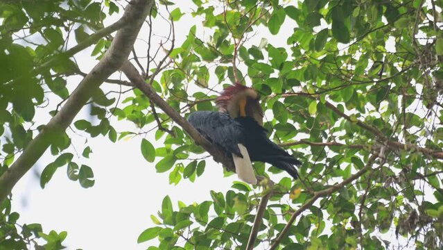Seriously reaching for its right wing to preen during a windy afternoon in the forest, Wreathed Hornbill Rhyticeros undulatus, Male, Thailand