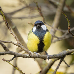 A great tit sitting on a twig