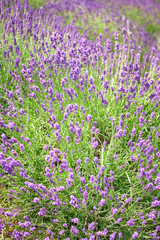 lavender field in region