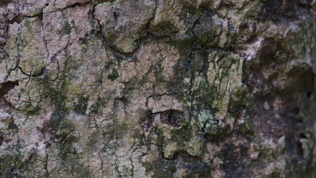 Bark of the tree then ants moving up and down as they greet each other with no stereotyping treating each one as equals, Black Ants on the Bark, Thailand