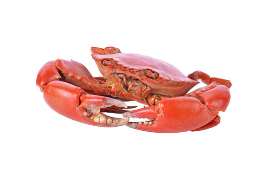 Cooked crab transparent png