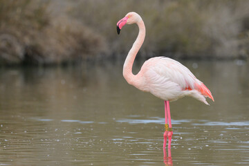 A Greater Flamingos standing in the water