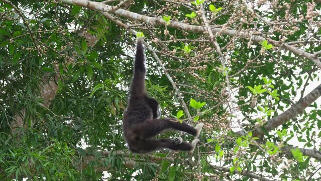 Hanging with its right hand as it reaches out for fruits to eat, White-handed Gibbon or Lar Gibbon Hylobates lar, Thailand