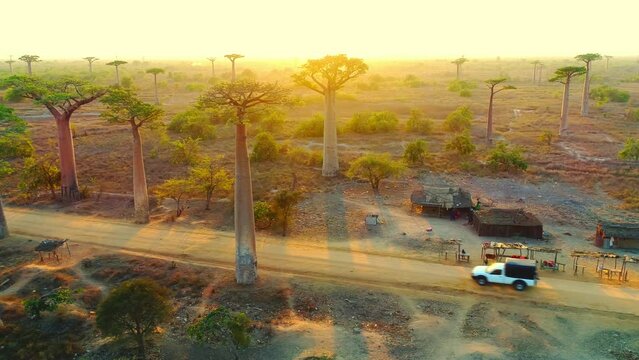 Aerial drone shot of white picup car moving on dusty road under the Beautiful Baobab trees at sunset at the avenue of the baobabs in Madagascar. Baobab alley in the evening.