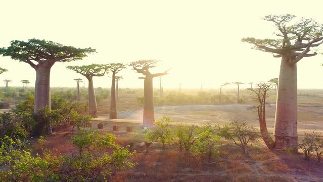 Beautiful Baobab trees at sunset at the avenue of the baobabs in Madagascar. Baobab alley in the evening. Huge Baobab alley against blue sky. Traveling Madagascar theme. Very old trees.