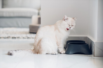 Purebred white cat licks its lips after drinking from bowl at home bright interior.