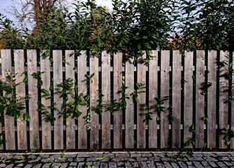 An evergreen shrub in front of a fence of light wood planks will improve the opacity of the street. twigs crawl through the boards. paved stone yard at the entrance to the garden, parking