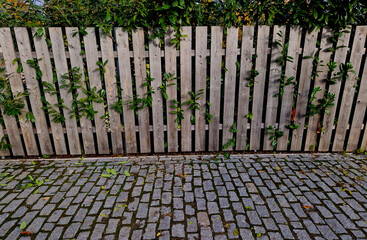 An evergreen shrub in front of a fence of light wood planks will improve the opacity of the street....