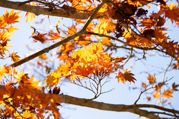 Details of the leaves of a Japanese maple during autumn with the characteristic red, yellow and brown colors of that time.