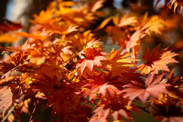 Naklejka na ściany i meble Details of the leaves of a Japanese maple during autumn with the characteristic red, yellow and brown colors of that time.