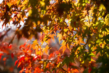 Details of the leaves of a Japanese maple during autumn with the characteristic red, yellow and brown colors of that time.