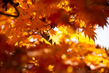 Details of the leaves of a Japanese maple during autumn with the characteristic red, yellow and...