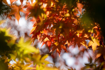 Naklejka na ściany i meble Details of the leaves of a Japanese maple during autumn with the characteristic red, yellow and brown colors of that time.