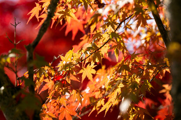 Details of the leaves of a Japanese maple during autumn with the characteristic red, yellow and brown colors of that time.