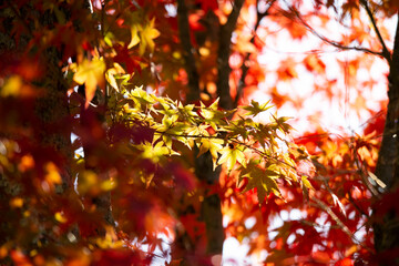 Details of the leaves of a Japanese maple during autumn with the characteristic red, yellow and brown colors of that time.