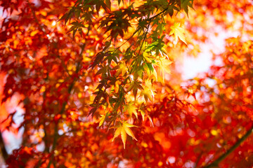 Details of the leaves of a Japanese maple during autumn with the characteristic red, yellow and brown colors of that time.