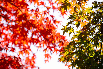 Details of the leaves of a Japanese maple during autumn with the characteristic red, yellow and brown colors of that time.