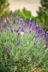 Naklejka premium lavender field in region