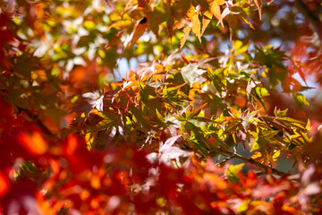 Details of the leaves of a Japanese maple during autumn with the characteristic red, yellow and brown colors of that time.