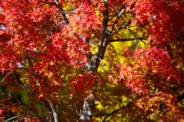 Details of the leaves of a Japanese maple during autumn with the characteristic red, yellow and brown colors of that time.