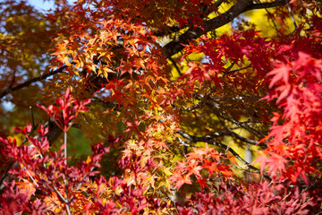 Details of the leaves of a Japanese maple during autumn with the characteristic red, yellow and brown colors of that time.