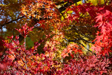 Details of the leaves of a Japanese maple during autumn with the characteristic red, yellow and...