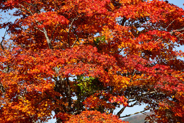 Details of the leaves of a Japanese maple during autumn with the characteristic red, yellow and brown colors of that time.