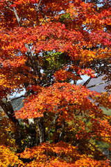 Details of the leaves of a Japanese maple during autumn with the characteristic red, yellow and brown colors of that time.