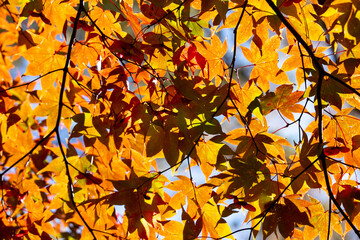 Details of the leaves of a Japanese maple during autumn with the characteristic red, yellow and brown colors of that time.