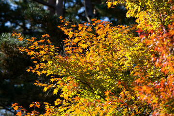 Details of the leaves of a Japanese maple during autumn with the characteristic red, yellow and brown colors of that time.