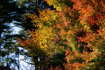 Details of the leaves of a Japanese maple during autumn with the characteristic red, yellow and brown colors of that time.