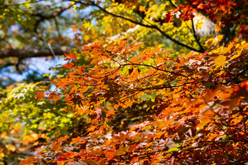 Details of the leaves of a Japanese maple during autumn with the characteristic red, yellow and brown colors of that time.