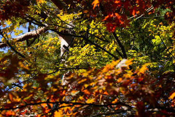 Details of the leaves of a Japanese maple during autumn with the characteristic red, yellow and brown colors of that time.