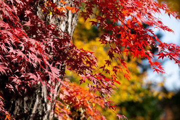 Details of the leaves of a Japanese maple during autumn with the characteristic red, yellow and brown colors of that time.